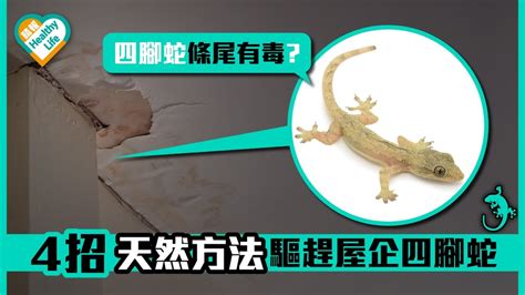 屋企有蛇|四腳蛇怕什麼？5種有效的驅趕方法